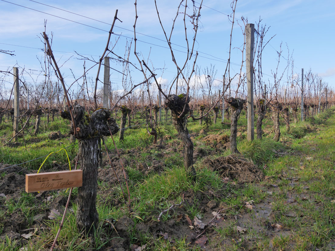 Виноградник на урожай